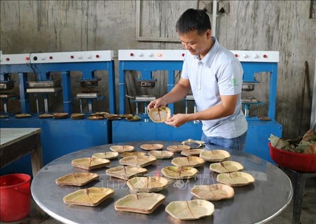 Làm giàu khác người: Nhặt lá cây dại bán sang tận Singapor, Ba Lan của chàng trai Phú Yên - Ảnh 1.