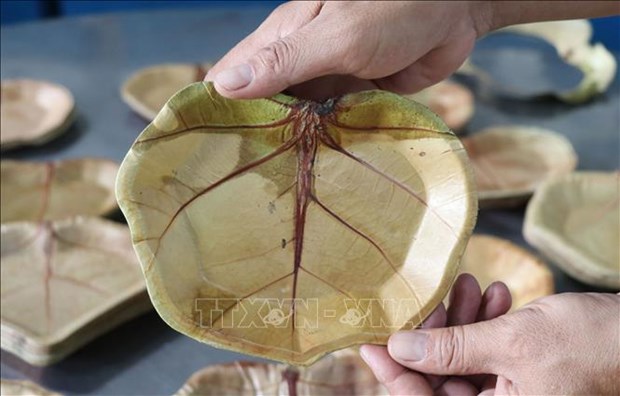 Làm giàu khác người: Nhặt lá cây dại bán sang tận Singapor, Ba Lan của chàng trai Phú Yên - Ảnh 2.