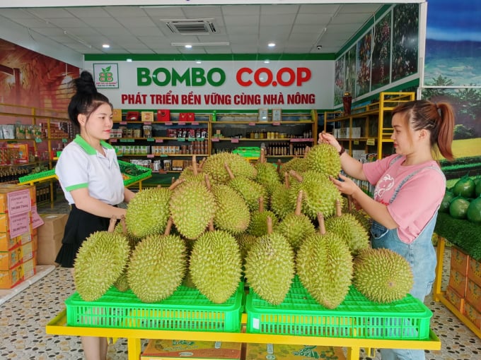 Cánh đồng hàng chục tỷ trồng sầu riêng hữu cơ rộng 30ha của một ông nông dân Bình Phước, thiên hạ trầm trồ - Ảnh 3.