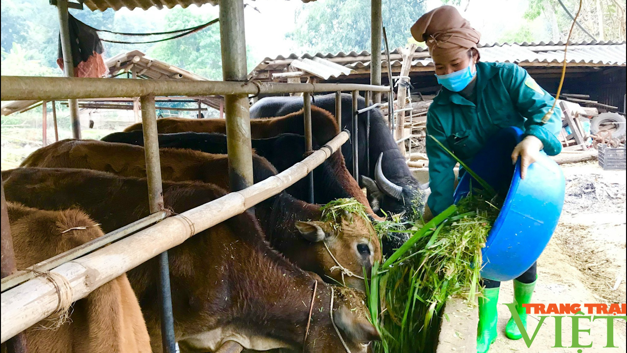 Sơn La: Phát triển chăn nuôi đàn đại gia súc - Ảnh 5.