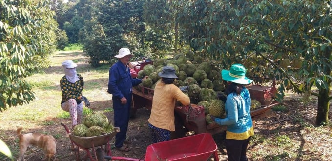 Cánh đồng hàng chục tỷ trồng sầu riêng hữu cơ rộng 30ha của một ông nông dân Bình Phước, thiên hạ trầm trồ - Ảnh 1.