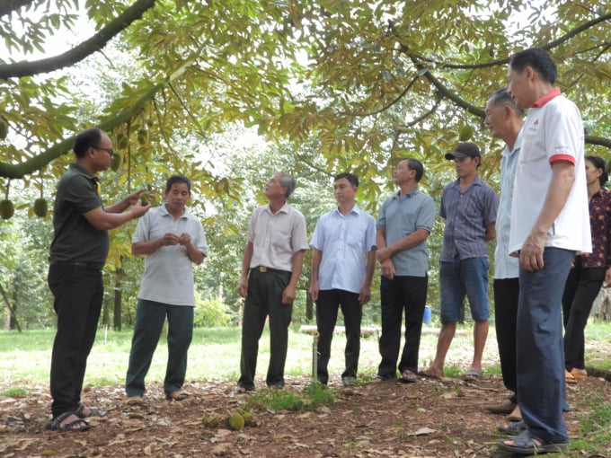 Cánh đồng hàng chục tỷ trồng sầu riêng hữu cơ rộng 30ha của một ông nông dân Bình Phước, thiên hạ trầm trồ - Ảnh 5.
