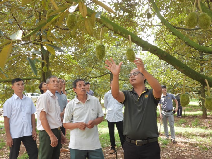 Cánh đồng hàng chục tỷ trồng sầu riêng hữu cơ rộng 30ha của một ông nông dân Bình Phước, thiên hạ trầm trồ - Ảnh 6.