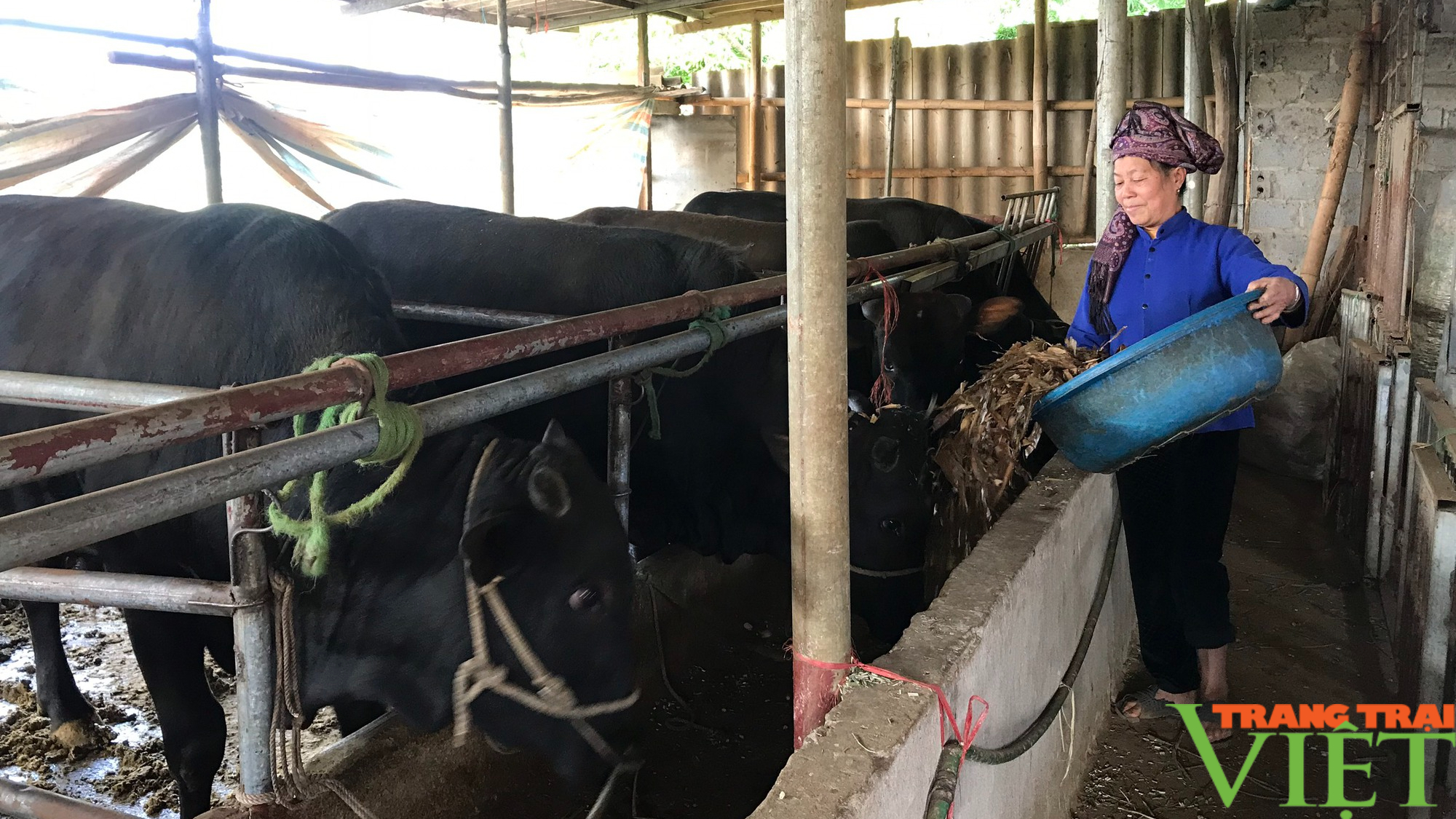 Sơn La: Phát triển chăn nuôi đàn đại gia súc - Ảnh 3.