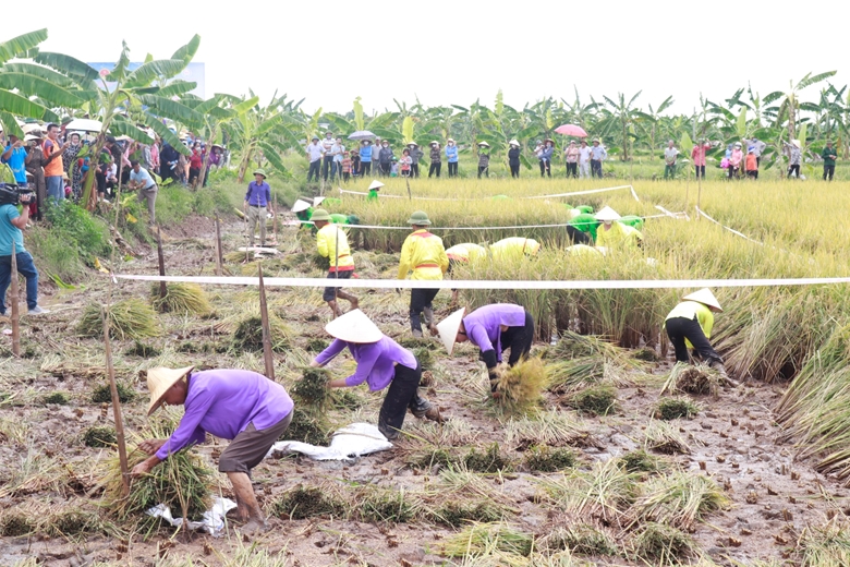 Hội thi gặt lúa rươi hữu cơ có gì đặc biệt mà nông dân Hải Dương ùn ùn kéo nhau đi xem? - Ảnh 1.
