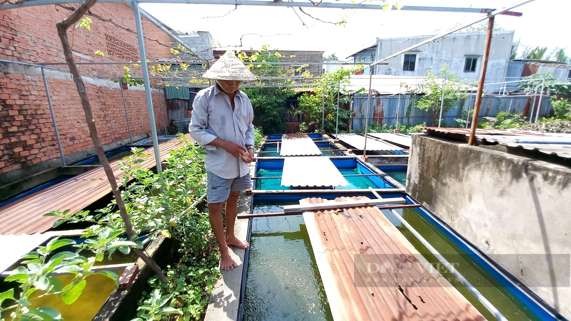 Nuôi “cá chọi nhà nghèo” ở hiên nhà, ông nông dân đất Sài Gòn kiếm nửa triệu mỗi ngày  - Ảnh 6.