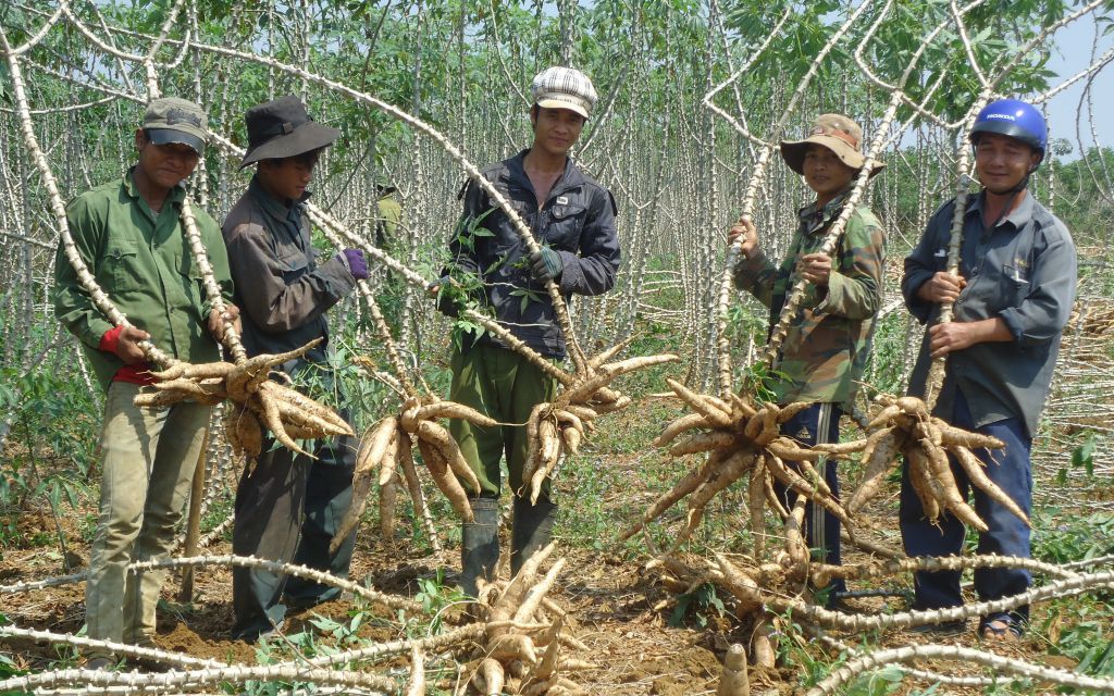 Trung Quốc tăng tốc thu mua một loại nông sản của Việt Nam để trộn vào thức ăn chăn nuôi