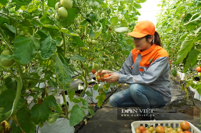 Giá xăng dầu tăng chóng mặt, nông dân “méo mặt” gánh cước vận chuyển nông sản - Ảnh 3.