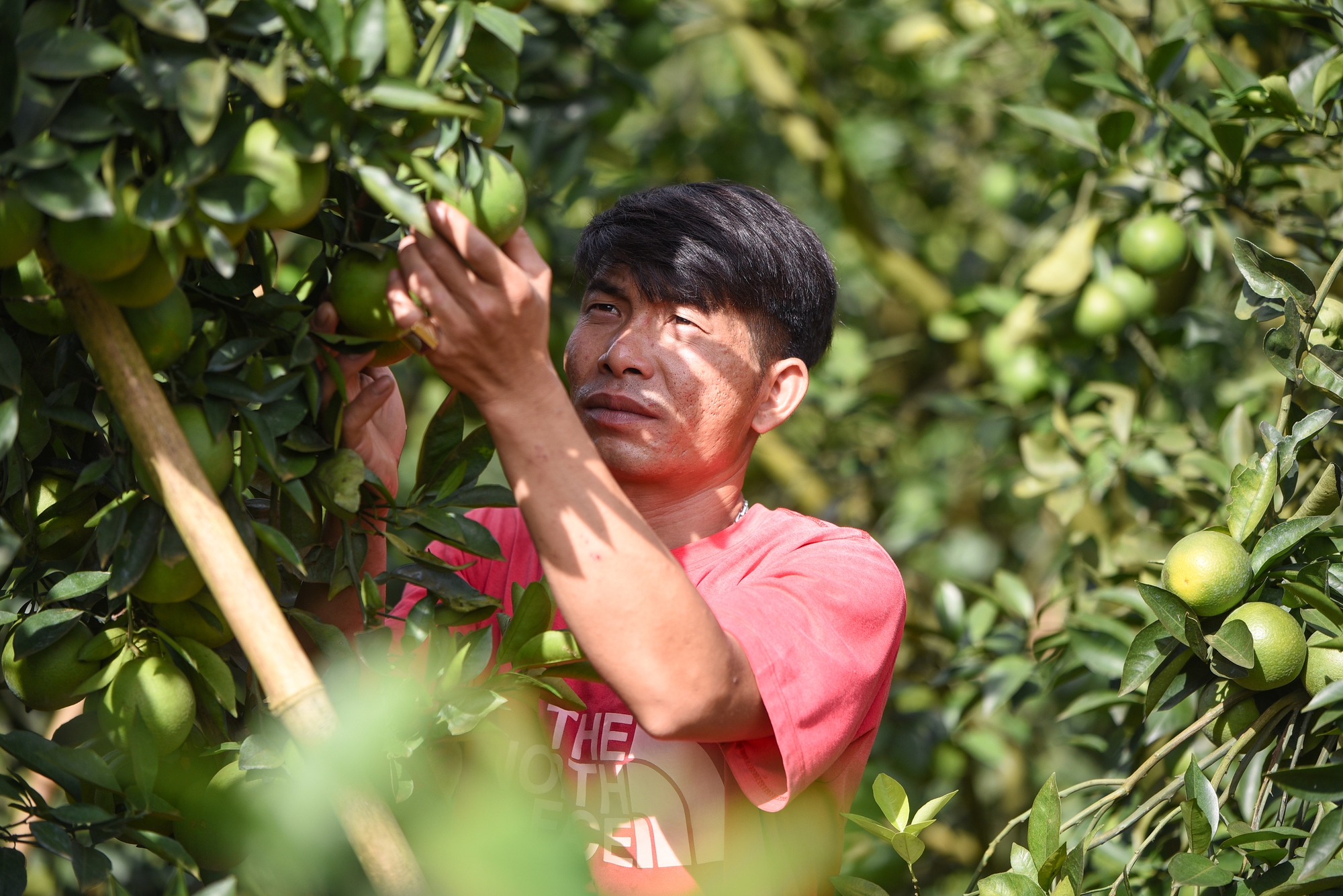Mở “lối ra” cho nông sản: Cần chính sách thu hút doanh nghiệp đầu tư cho chế biến sâu - Ảnh 5.