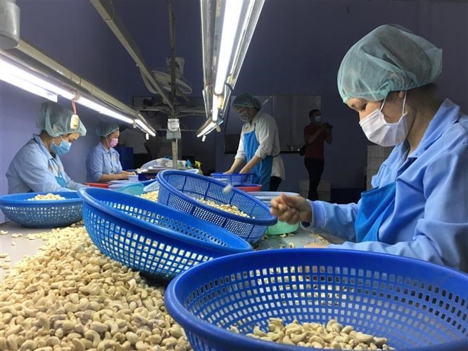 100 container hạt điều Việt Nam nghi bị lừa đảo đã về với &quot;khổ chủ&quot; - Ảnh 1.