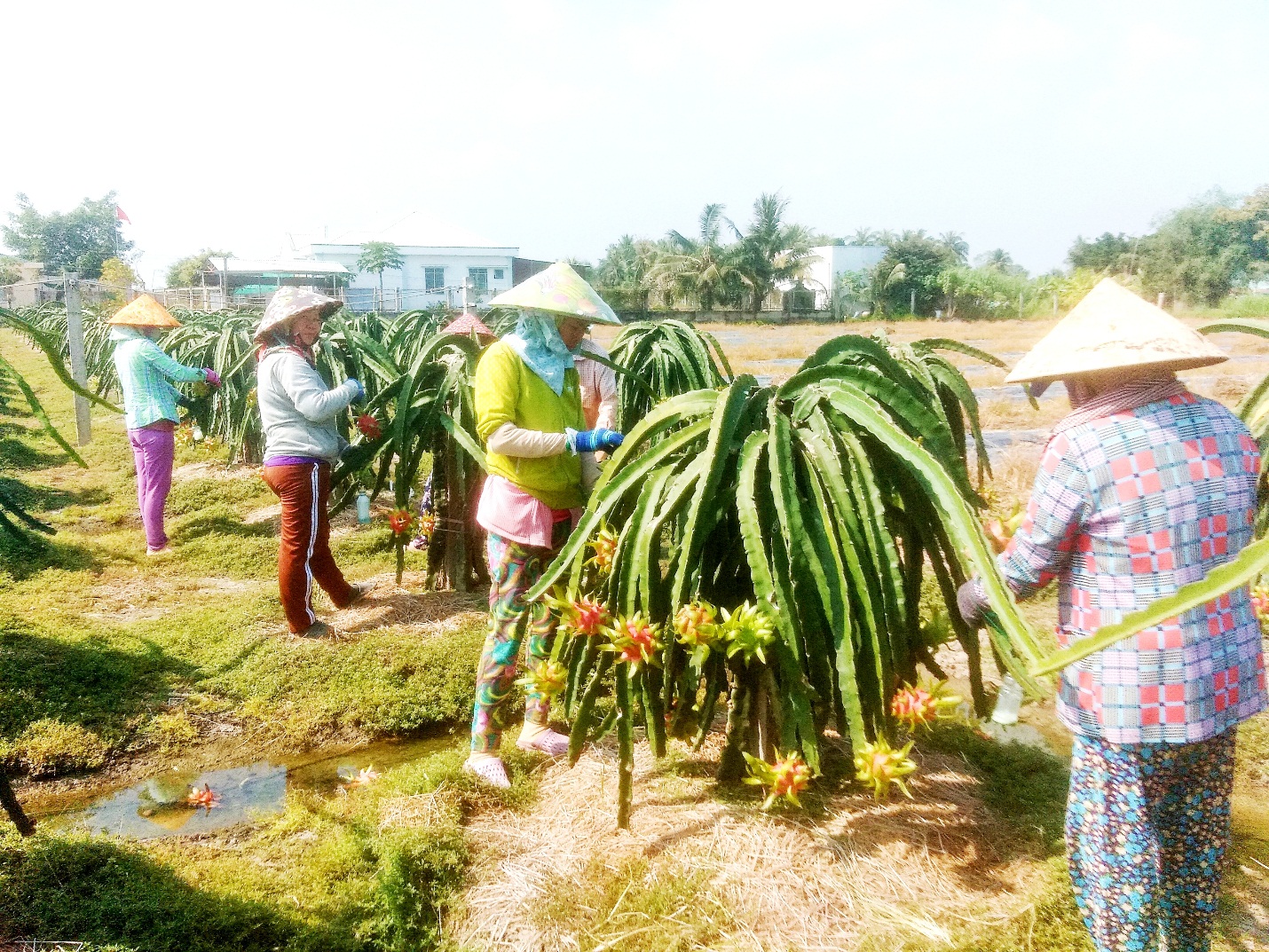 Long An: Nông nghiệp ứng dụng công nghệ cao nở rộ - Ảnh 2.