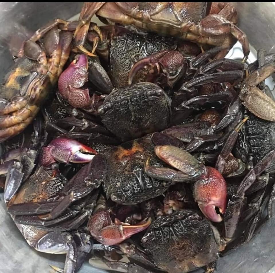 Kể chuyện làng: Ba khía rang me, nhớ hoài hương vị quê nhà - Ảnh 1.