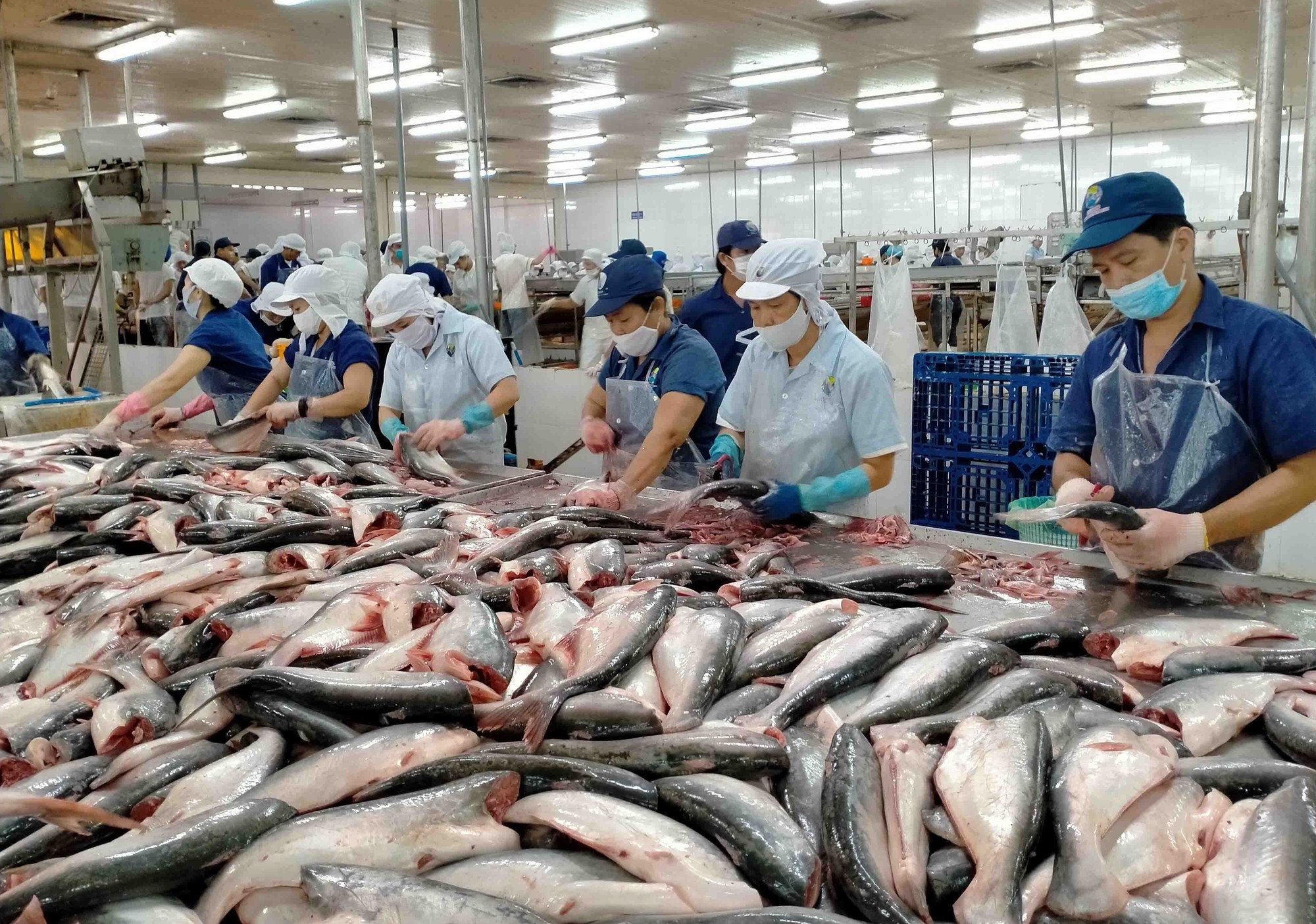 Xuất khẩu cá tra dự báo đạt 2,6 tỷ USD trong năm 2022 - Ảnh 1. Xuất khẩu cá tra dự báo đạt 2,6 tỷ USD trong năm 2022 - Ảnh 1.