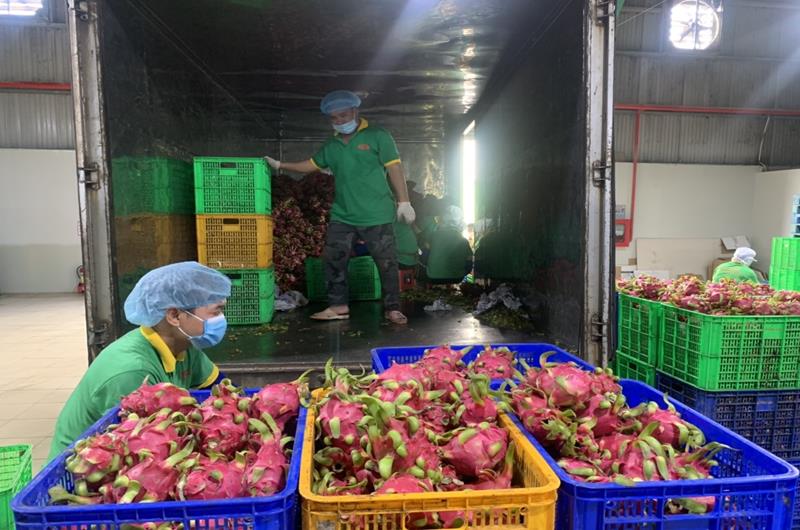 Nông dân Đồng Nai lại chặt bỏ hàng trăm ha cây thanh long, trái đặc sản hết thời vàng son, đến khổ! - Ảnh 3.