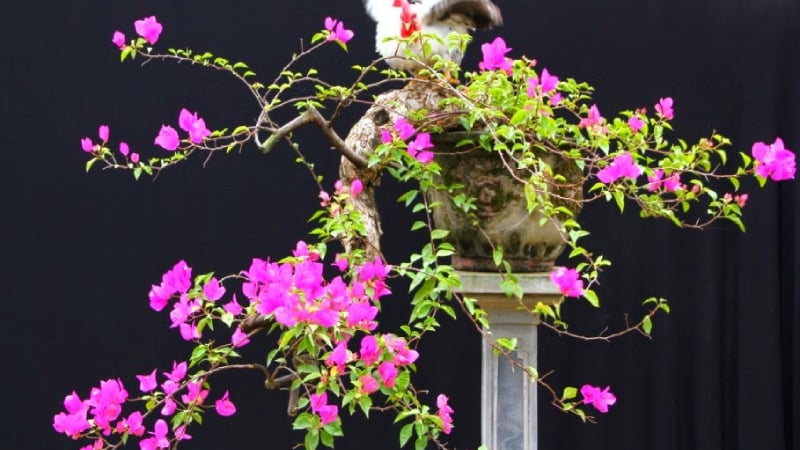 Chỉ cần nắm được mẹo nhỏ này cây hoa giấy bén rễ cực nhanh, hoa nở thành chùm to đẹp - Ảnh 2.