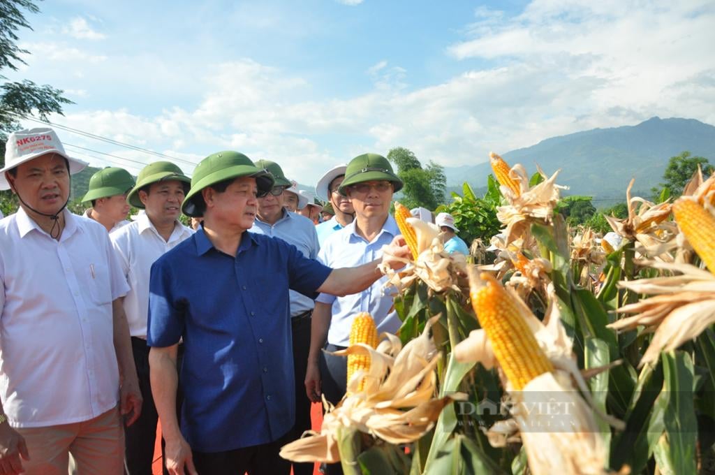 Mới: Syngenta vừa ra mắt giống ngô lai đơn F1 NK6275 cho sinh khối lớn,năng suất hạt đạt 75 tạ/ha - Ảnh 4.
