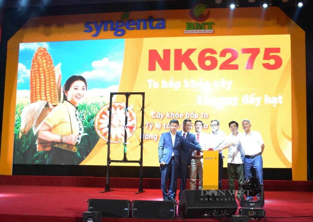 Mới: Syngenta vừa ra mắt giống ngô lai đơn F1 NK6275 cho sinh khối lớn,năng suất hạt đạt 75 tạ/ha - Ảnh 6.