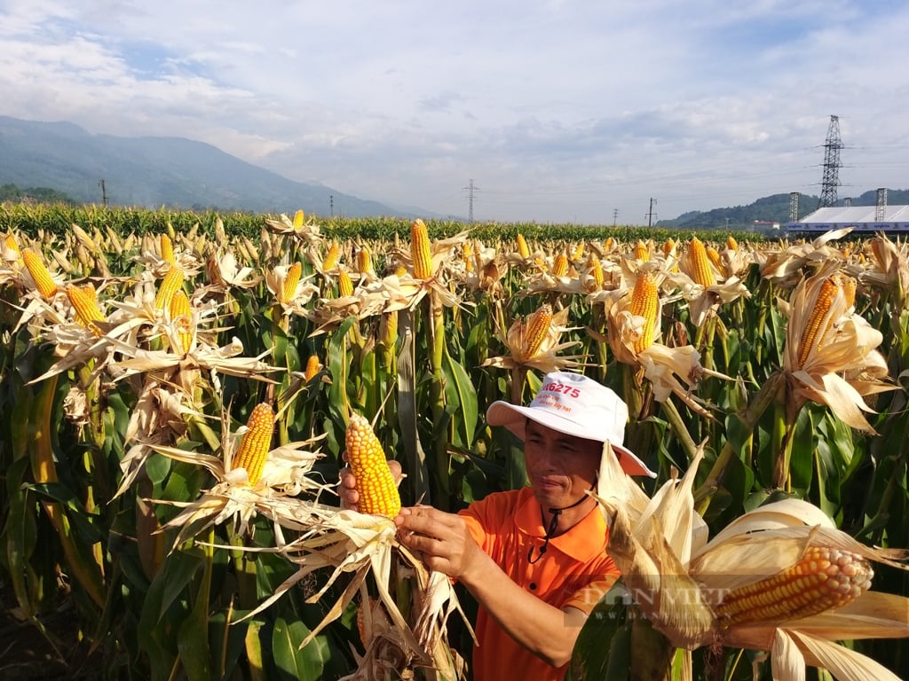 Mới: Syngenta vừa ra mắt giống ngô lai đơn F1 NK6275 cho sinh khối lớn,năng suất hạt đạt 75 tạ/ha - Ảnh 5.