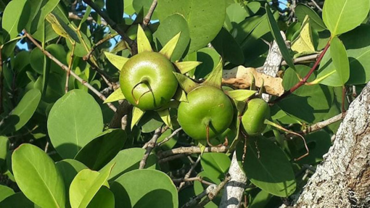 Quả bần nhưng giá không &quot;bần&quot; - Ảnh 2.