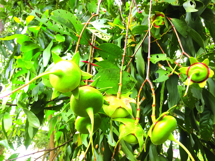 Quả bần nhưng giá không &quot;bần&quot; - Ảnh 11.