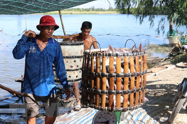 Ngành cá tra Việt Nam hứa hẹn bước vào chu kỳ phát triển mới - Ảnh 2.