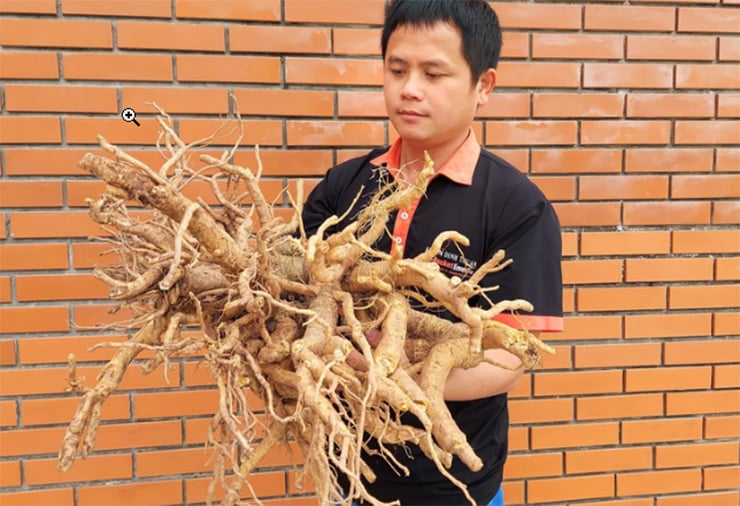 “Nhân sâm người nghèo” xưa trồng làm cảnh, nay là cây “đẻ tiền“ - Ảnh 7.