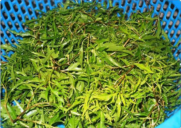 “Nhân sâm người nghèo” xưa trồng làm cảnh, nay là cây “đẻ tiền“ - Ảnh 1.