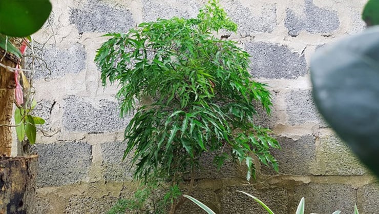 “Nhân sâm người nghèo” xưa trồng làm cảnh, nay là cây “đẻ tiền“ - Ảnh 6.