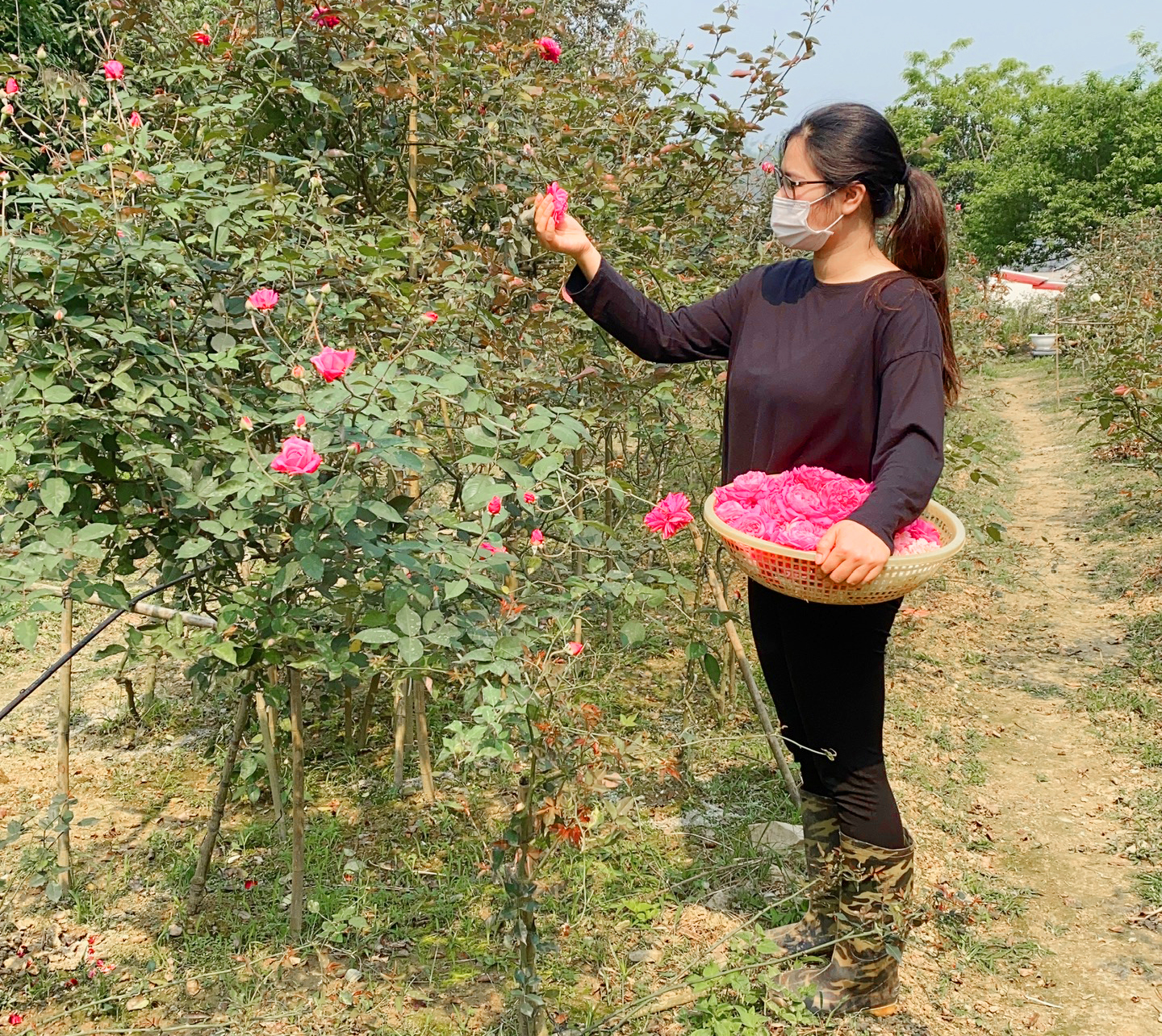 Trồng hoa hồng, thơm từ vườn vào nhà, vợ chồng nông dân trẻ Bắc Kạn thu 400 triệu/năm - Ảnh 2.