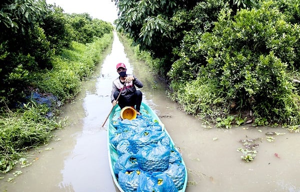 Trồng cây hạnh chỉ để bán trái, một nông dân tỉnh Kiên Giang lãi 1 tỷ/năm ngon ơ - Ảnh 1.