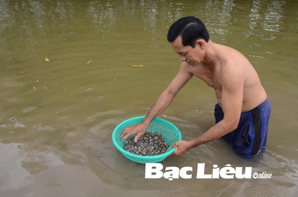 Nuôi &quot;ké&quot; con này trong ao nuôi tôm, chả tốn tiền mua cám công nghiệp, nông dân Bạc Liêu vẫn thu hàng trăm triệu - Ảnh 1.