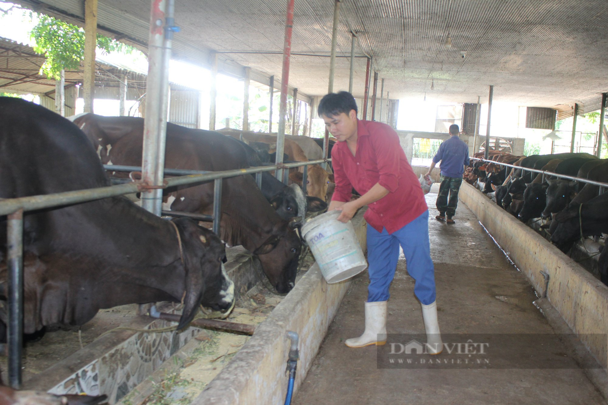 Nhặt rác phụ phẩm nông nghiệp về nuôi bò &quot;siêu to khổng lồ&quot;, lão nông Hà Nội thu trên 1 tỷ đồng/năm - Ảnh 1.