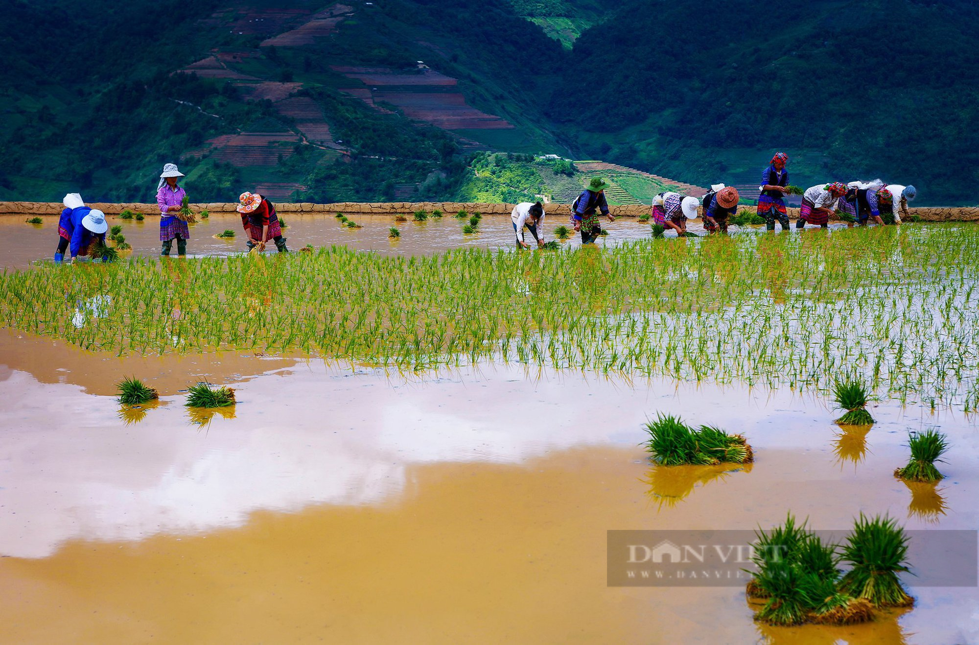 Ảnh: Mê mẩn vẻ đẹp ruộng bậc thang Mù Cang Chải mùa nước đổ - Ảnh 7.
