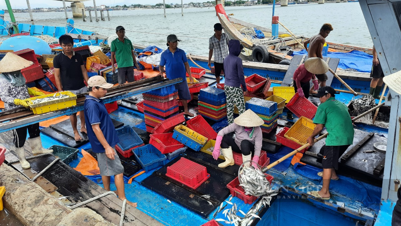Xăng dầu tăng giá, tàu cá nằm bờ: Càng làm càng lỗ - Ảnh 2.