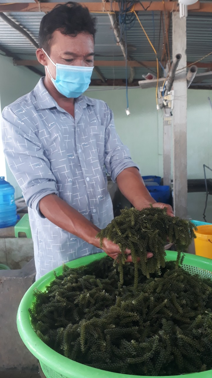 Trồng loại rau một người ăn cả nhà khen, ham bơi nước mặn, dân Phú Yên lội vớt bán lời hàng trăm triệu - Ảnh 1.