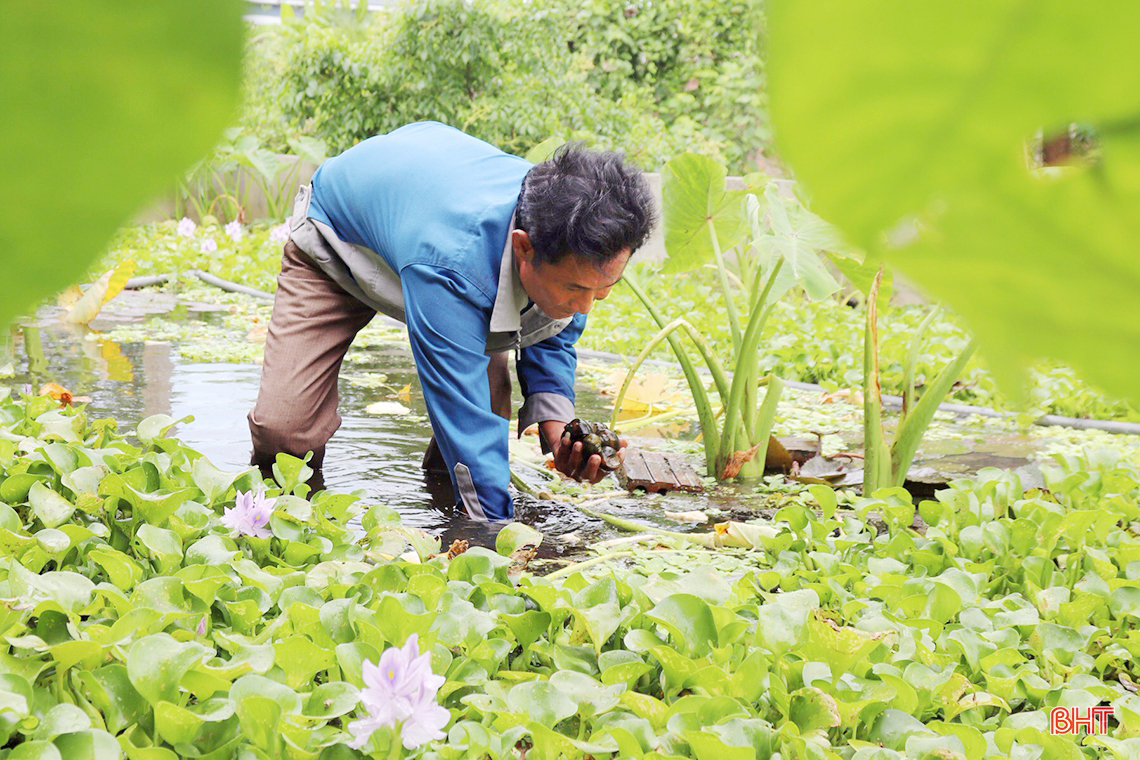 Tỷ phú nông dân ở Hà Tĩnh từng nghèo khó, nay giàu có nhờ nuôi lươn đồng, cua đồng, ốc bươu đen đặc sản - Ảnh 4.