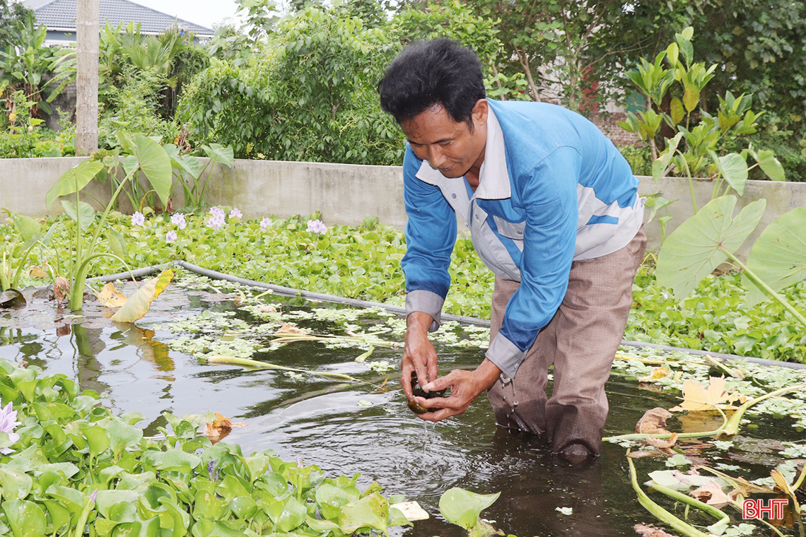 Tỷ phú nông dân ở Hà Tĩnh từng nghèo khó, nay giàu có nhờ nuôi lươn đồng, cua đồng, ốc bươu đen đặc sản - Ảnh 3.