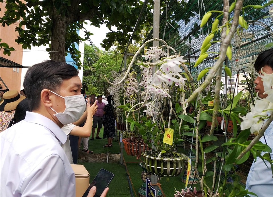 Vì sao hoa lan đột biến không thấy nữa, hàng đột biến giờ rao bán chỉ 15-20 triệu là &quot;hết đất&quot;? - Ảnh 1.