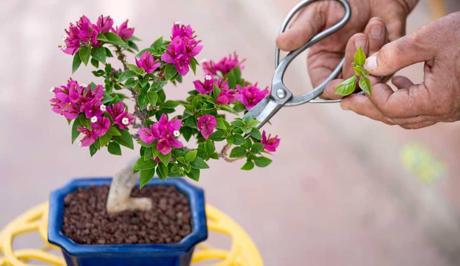 &quot;Cao thủ&quot; trồng cây cảnh tiết lộ 4 dấu hiệu mà cây cảnh thường gặp phải vào mùa hè nắng gắt: Lưu ý số 3 - Ảnh 5.