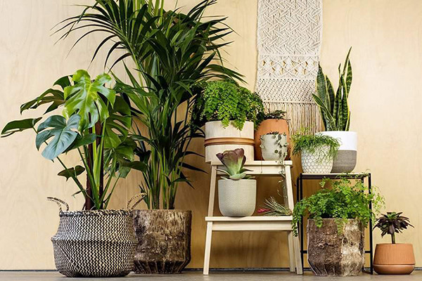 &quot;Cao thủ&quot; trồng cây cảnh tiết lộ 4 dấu hiệu mà cây cảnh thường gặp phải vào mùa hè nắng gắt: Lưu ý số 3 - Ảnh 1.