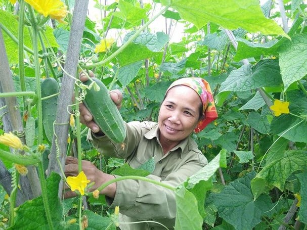 Người trồng dưa chuột tiết lộ: Chọn dưa chuột cứ nhắm vào điểm này, khỏi lo dưa tẩm hóa chất - Ảnh 2.