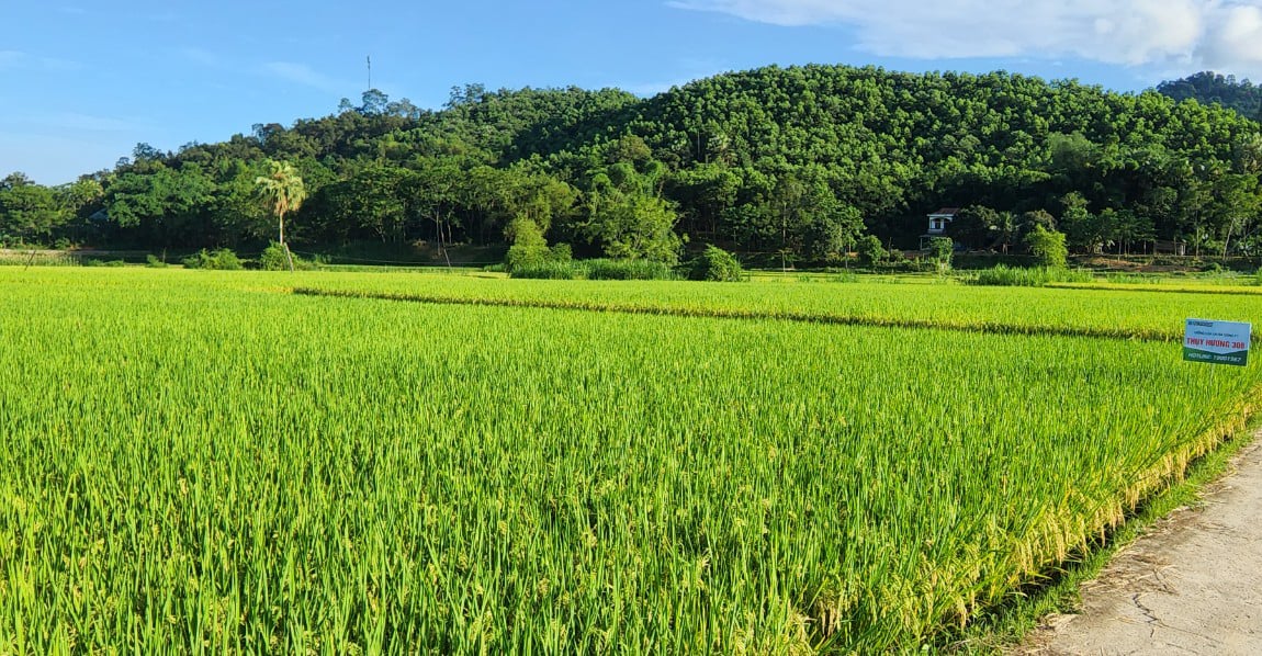 Giống lúa lai cho lãi 20 triệu đồng/ha, bà con nông dân Tuyên Quang mừng ra mặt - Ảnh 4.