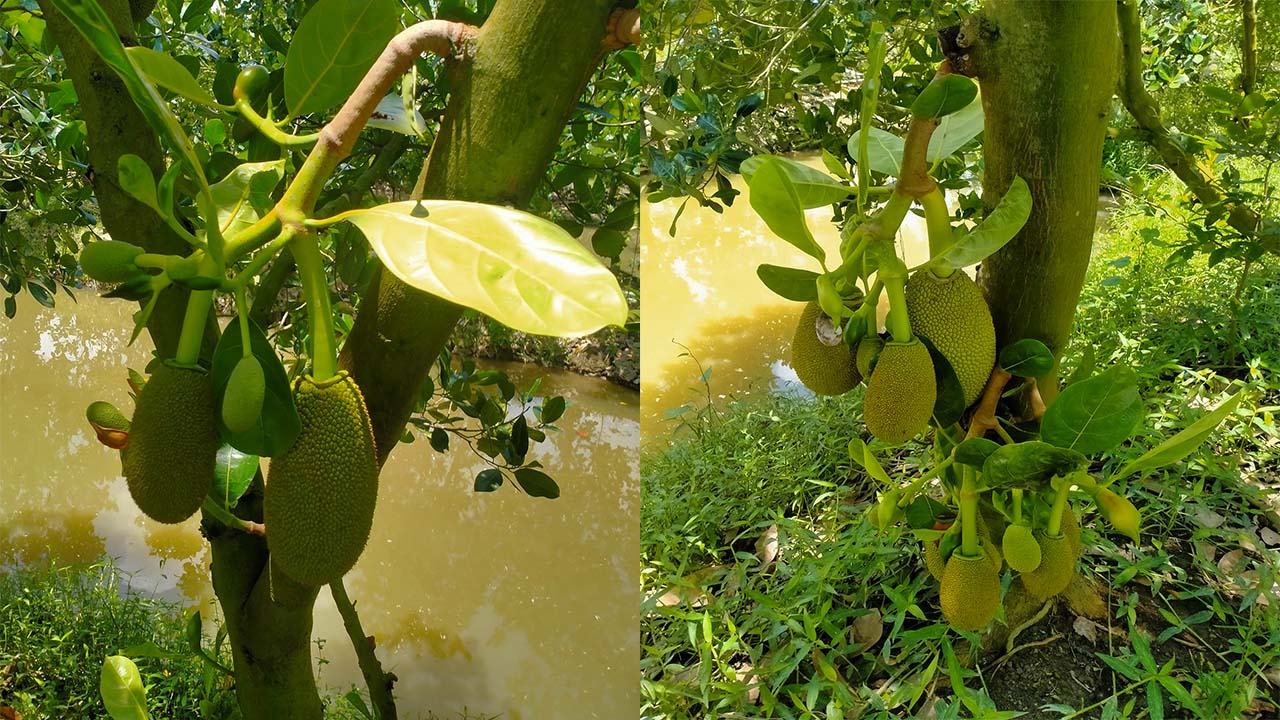 Giá mít Thái hôm nay 6/6: Trái mít Thái không lép chỗ này sẽ lép chỗ kia có cách khắc phục không? - Ảnh 1.