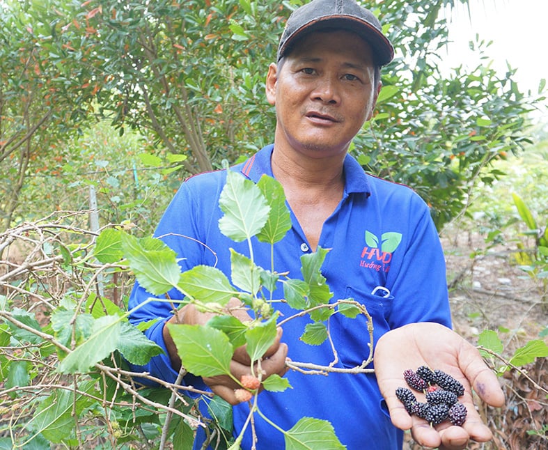 Trồng thứ cây ra trái chín đen mọng nước, ông nông dân Kiên Giang hái không kịp bán - Ảnh 2.