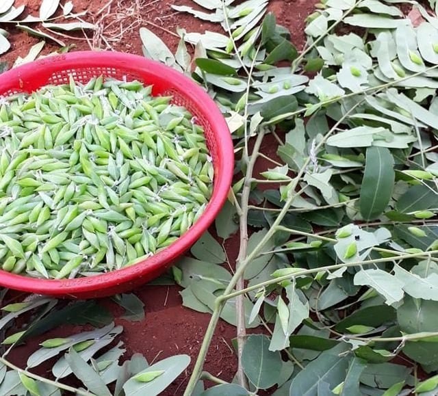 Đây là loài sâu gì mà ở Tây Nguyên dân đi vô vườn cà phê tuốt về làm món đặc sản kẻ sợ người mê? - Ảnh 1.