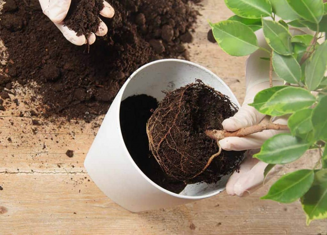 &quot;Cao thủ&quot; trồng cây cảnh tiết lộ 4 dấu hiệu mà cây cảnh thường gặp phải vào mùa hè nắng gắt: Lưu ý số 3 - Ảnh 4.