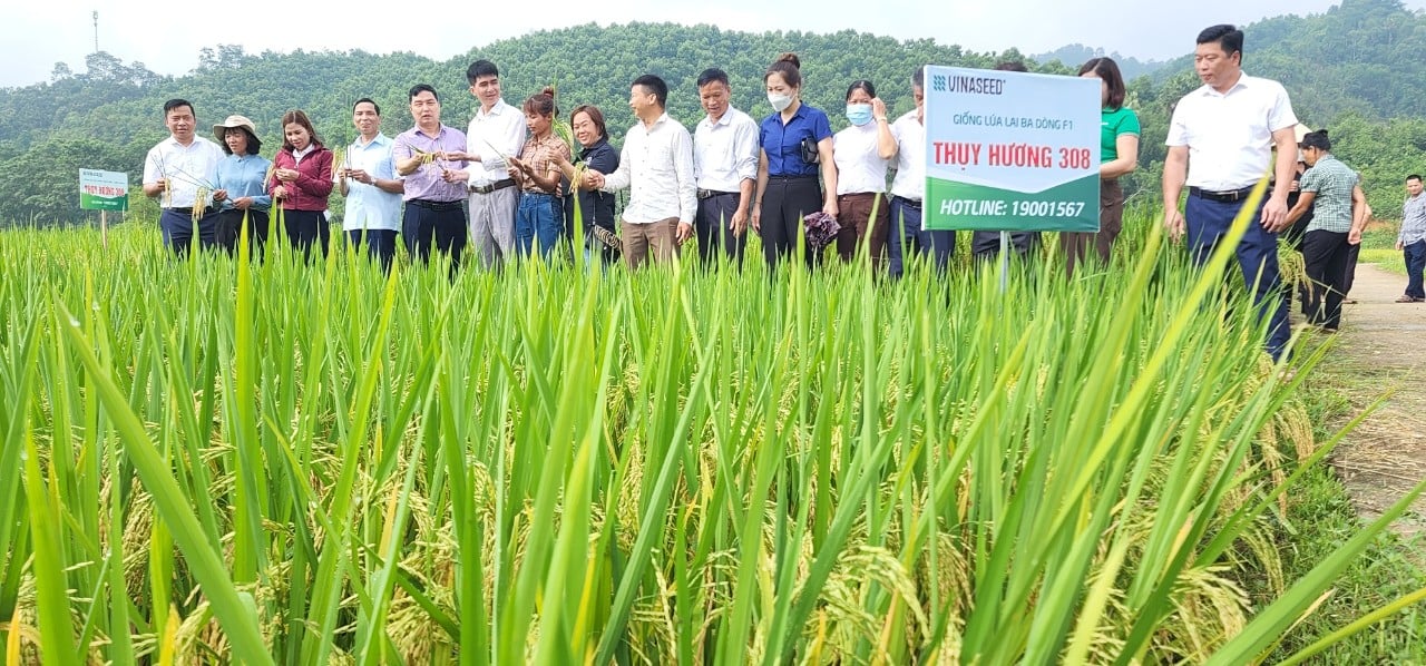 Giống lúa lai cho lãi 20 triệu đồng/ha, bà con nông dân Tuyên Quang mừng ra mặt - Ảnh 1.