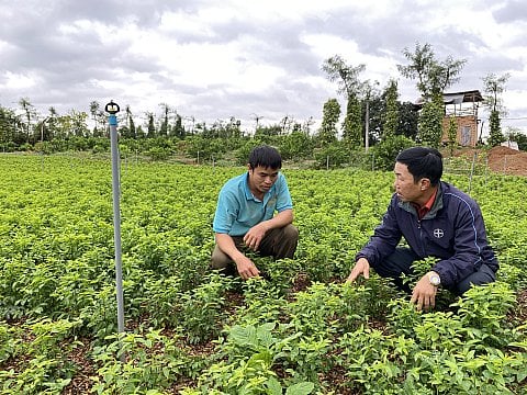 Thứ rau ăn ngọt như nước ninh xương, chả phải thuốc thang gì, anh nông dân Đắk Lắk trồng bán tiền rủng rỉnh - Ảnh 1.