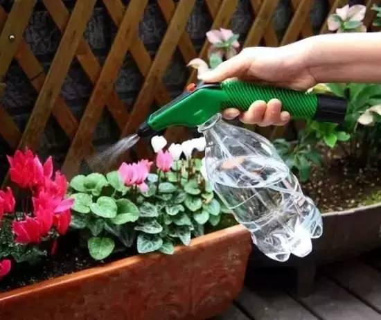 Dùng loại nước &quot;thần thánh&quot; để tưới cây cảnh, chẳng những cây phát triển tốt mà còn chẳng cần phải bón phân - Ảnh 4.