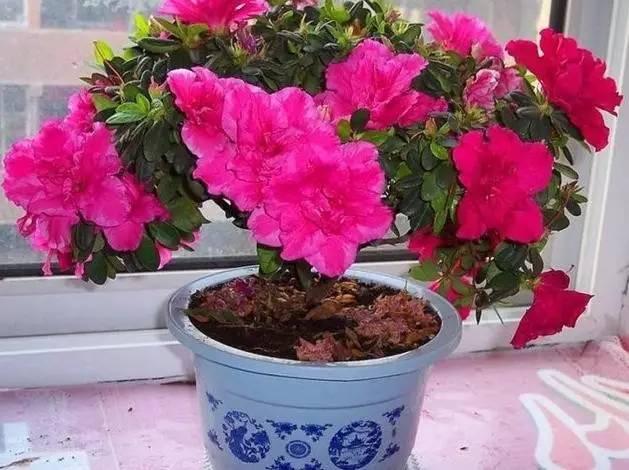 Dùng loại nước &quot;thần thánh&quot; để tưới cây cảnh, chẳng những cây phát triển tốt mà còn chẳng cần phải bón phân - Ảnh 2.